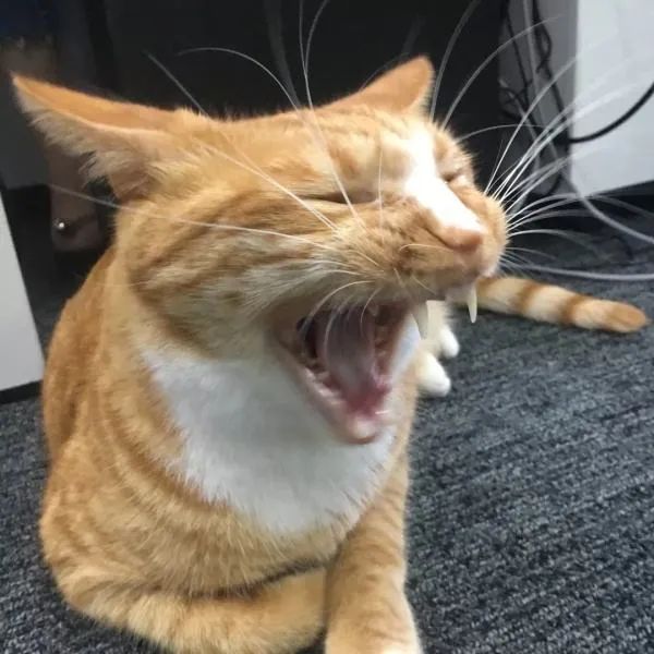 猫咪胡须对猫有什么影响,猫咪的胡子能招财吗