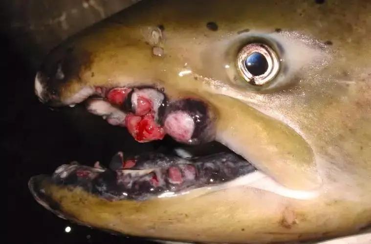 日本核废料对中国海鲜有影响吗,日本福岛核污水影响中国的海鲜吗