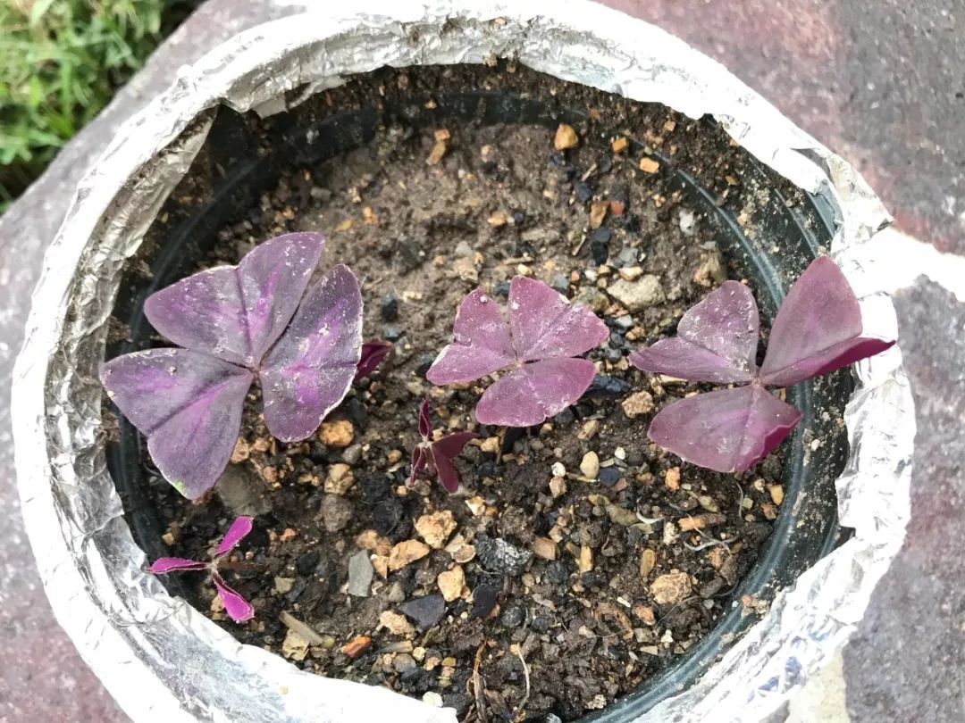 紫色幸运草养殖方法,紫色幸运草冬天怎么养护