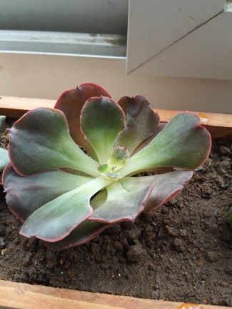 从鼻屎苗到老桩,时光里的蜕变