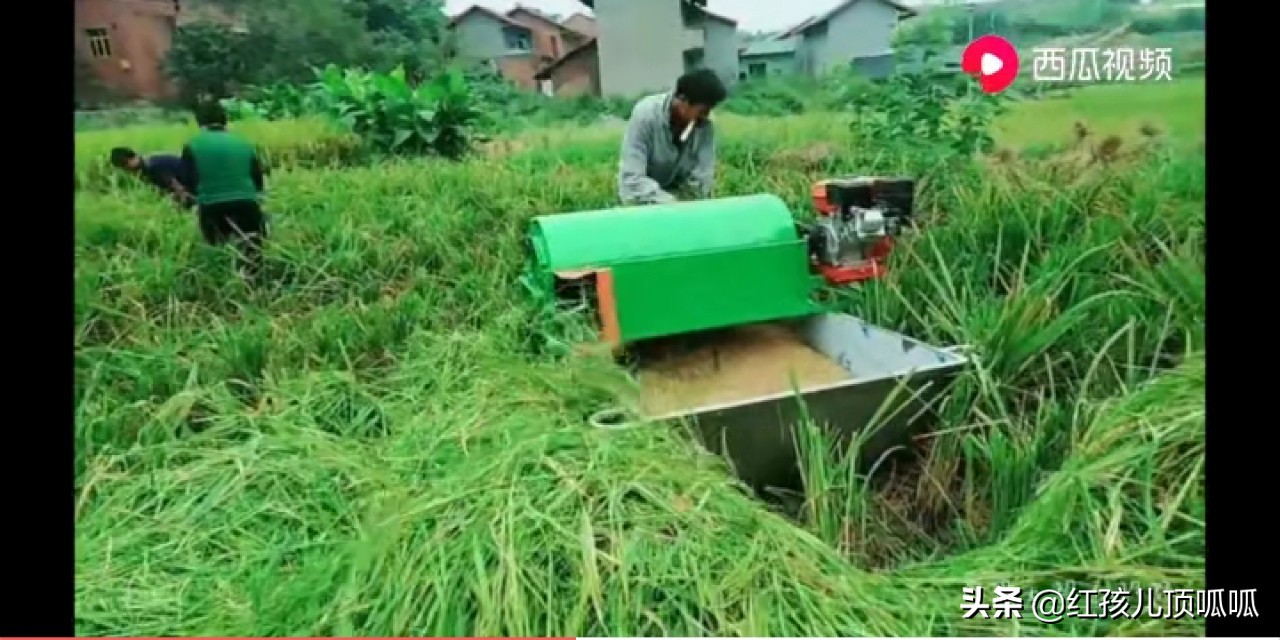 农业盛会庆丰收,农民丰收节庆丰收迎盛会