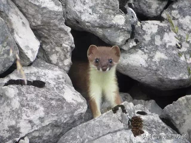 黄鼠狼为啥是神奇动物,黄鼠狼是什么动物怎么那么臭呢
