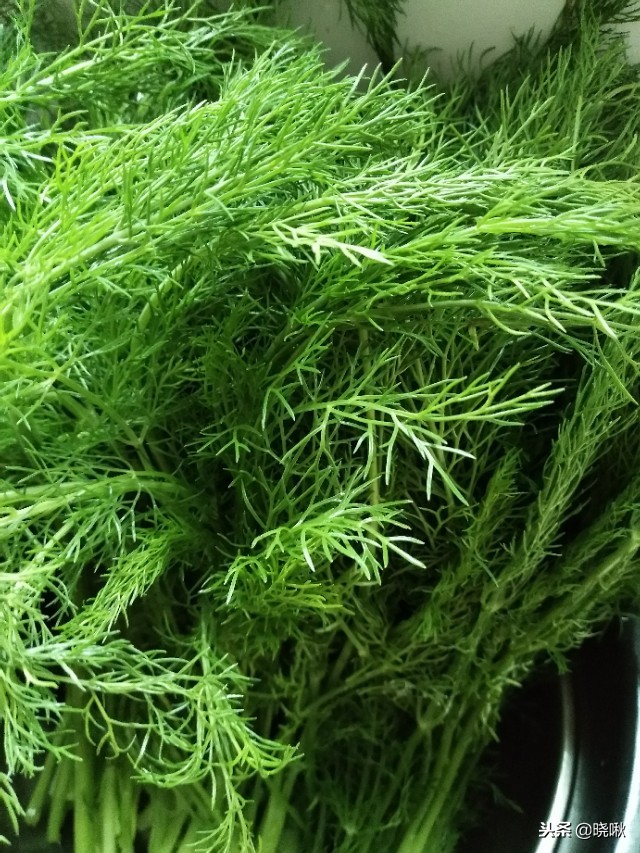 茴香馅包子好吃还是饺子好吃,茴香馅饺子茴香需不需要焯水