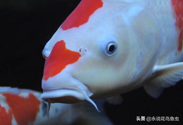 玩锦鲤知道的常识,锦鲤常识讲解视频