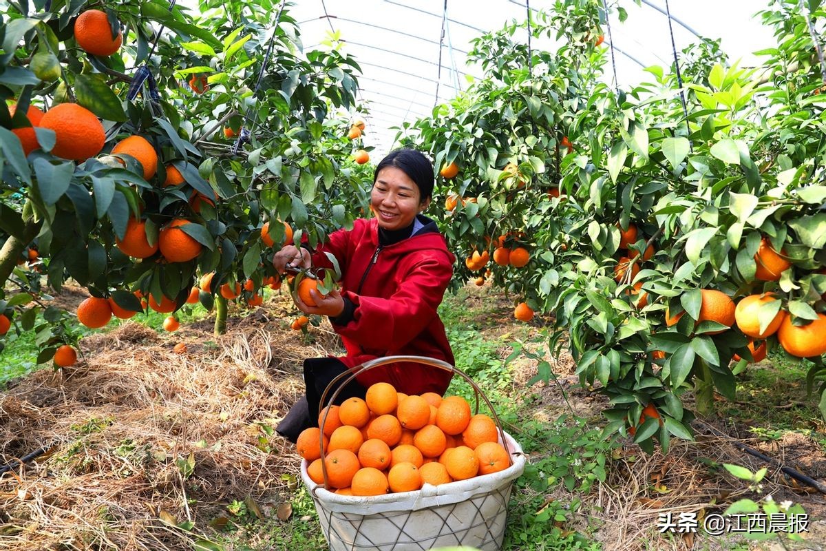 江西农村金融插上互联网翅膀:3年近100万涉农用户获网商银行数字*款贷**