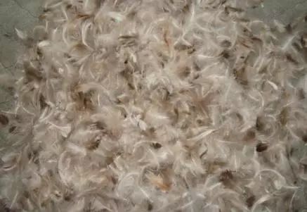 鸭毛的好方法拔鸭毛简单又干净,鸭毛怎么拔得干净