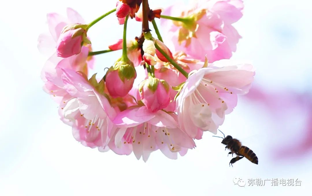 三月弥勒什么地方可以赏花,弥勒3月赏花攻略