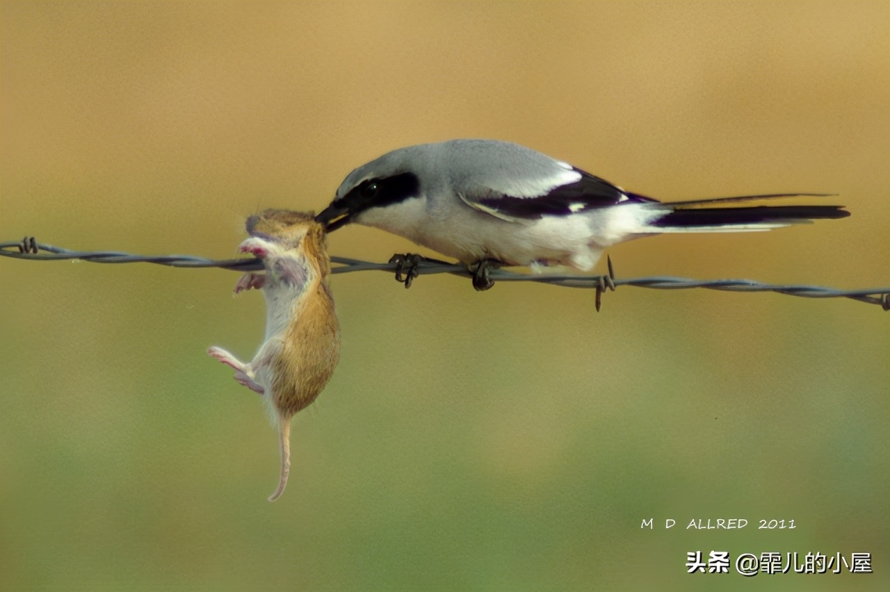 奇思妙想的动物有哪些,动物们的奇思妙想