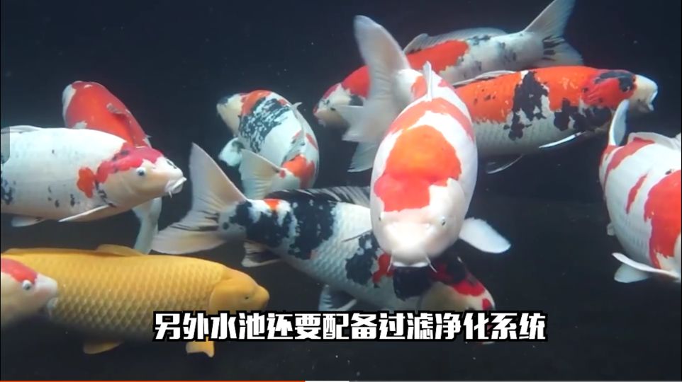 三线城市阿姨开什么店,奶鱼店一年赚多少钱