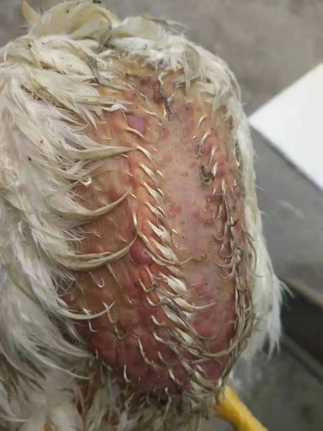 鸡群生病后有什么表现,鸡群出现瘫痪是怎么回事