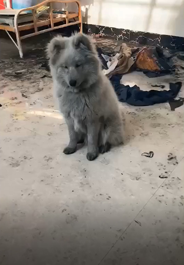 灰色萨摩耶,萨摩耶灰色