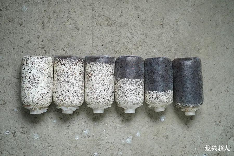 贵州道地药材天麻,道地药材天麻之乡