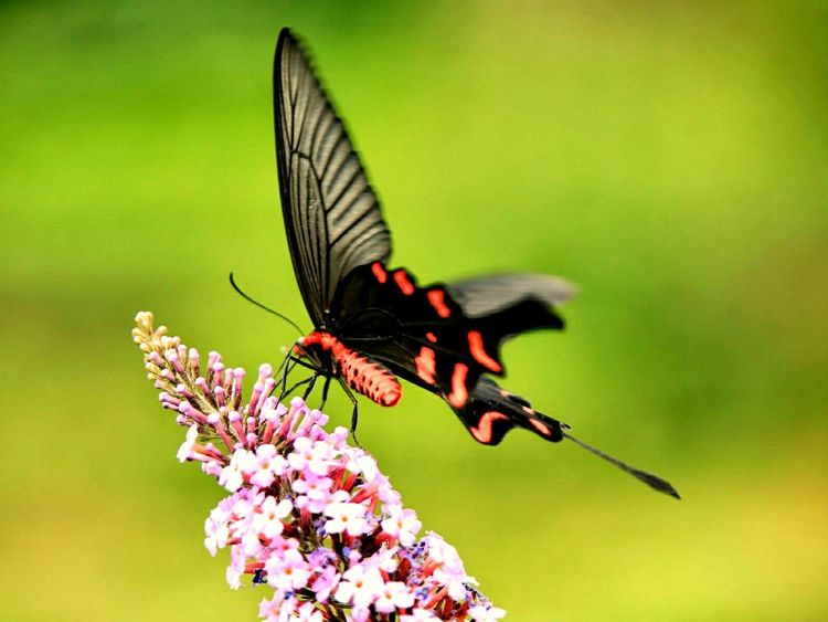 原创蝴蝶恋花,蝶恋花蝴蝶原唱