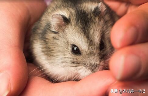 被宠物仓鼠咬了用打狂犬疫苗吗,被宠物仓鼠咬了要打疫苗吗