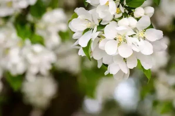 最适合赏花的花,视觉盛宴五种赏花名花供您选择