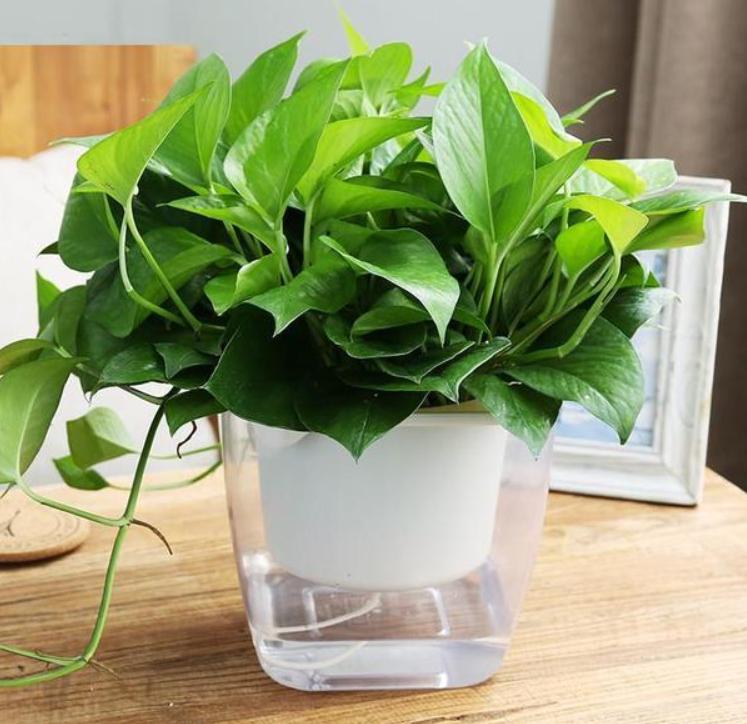 水培绿萝根系发黑是怎么回事,水培绿萝根系长了需要剪掉吗