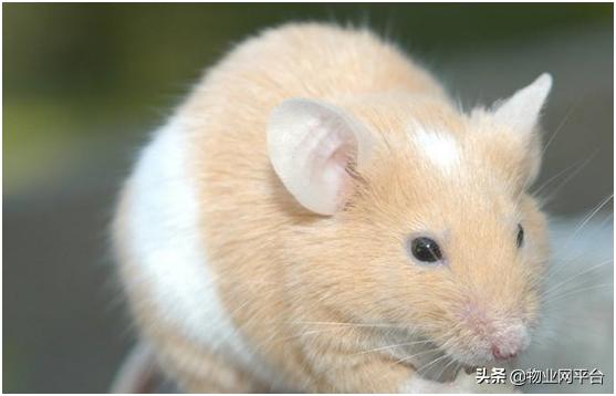 仓库灭老鼠最有效方法,家里灭老鼠的最佳方法