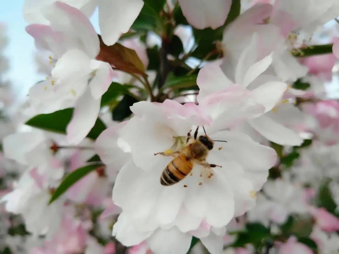 又是人间四月天踏青赏花正当时,正是人间芳菲时