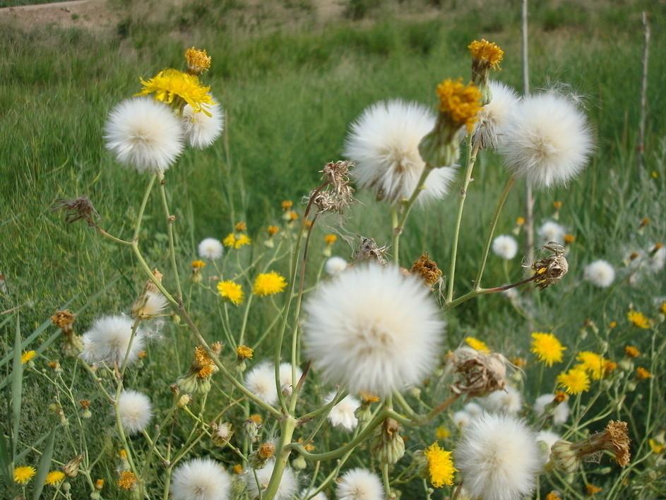 青春期如何去除青春痘,青春期青春痘用什么药