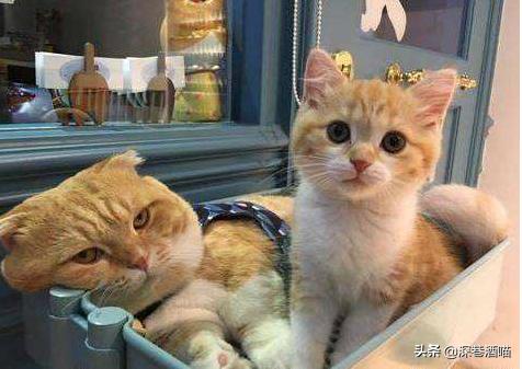 猫咪有这些行为证明你养猫真失败,猫咪骗局揭秘