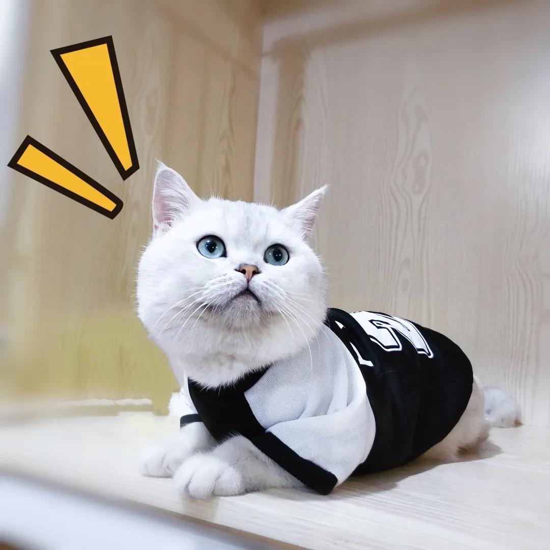 和宠物交流说什么,和宠物谈恋爱