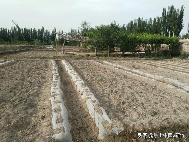 掌上中国之在*疆新**库车打工的日子（我喜欢库车的农村）