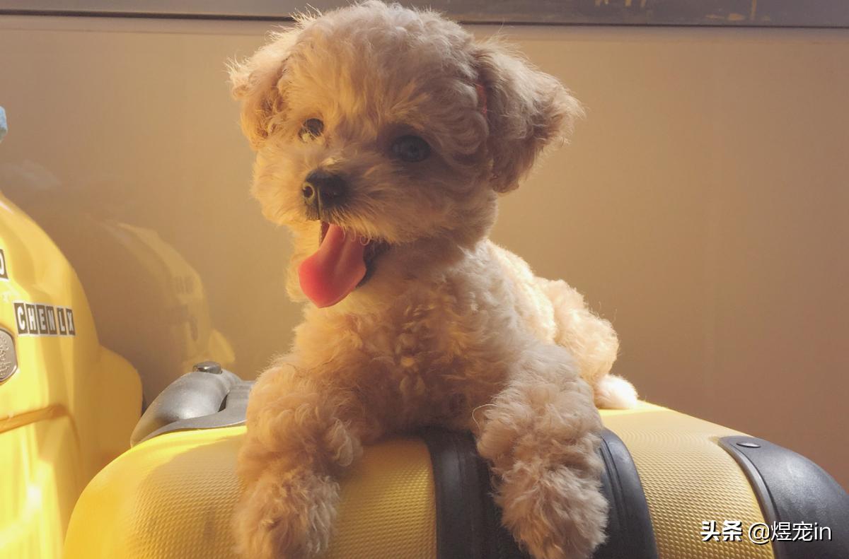 泰迪的便便怎么才算正常,正常的泰迪便便