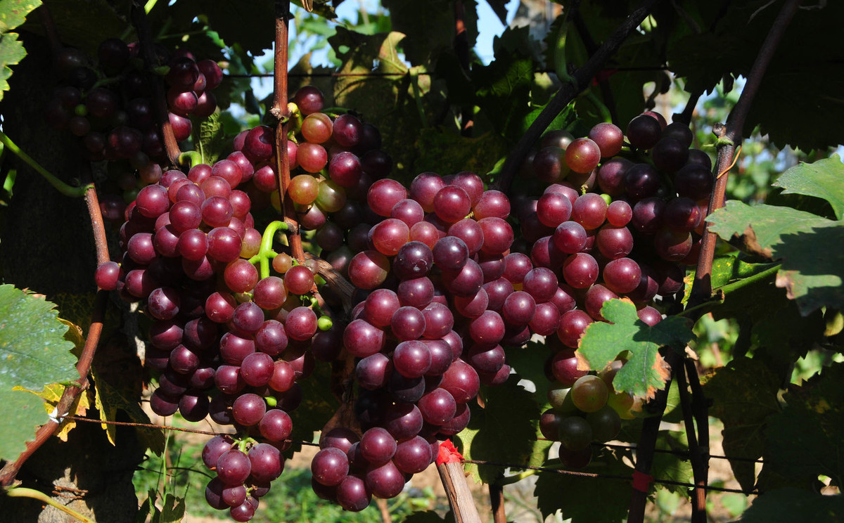 西昌葡萄都集中在哪里,西昌的葡萄是哪些品种