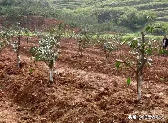 防缩果病裂果最简单的方法,苹果裂果病用什么治