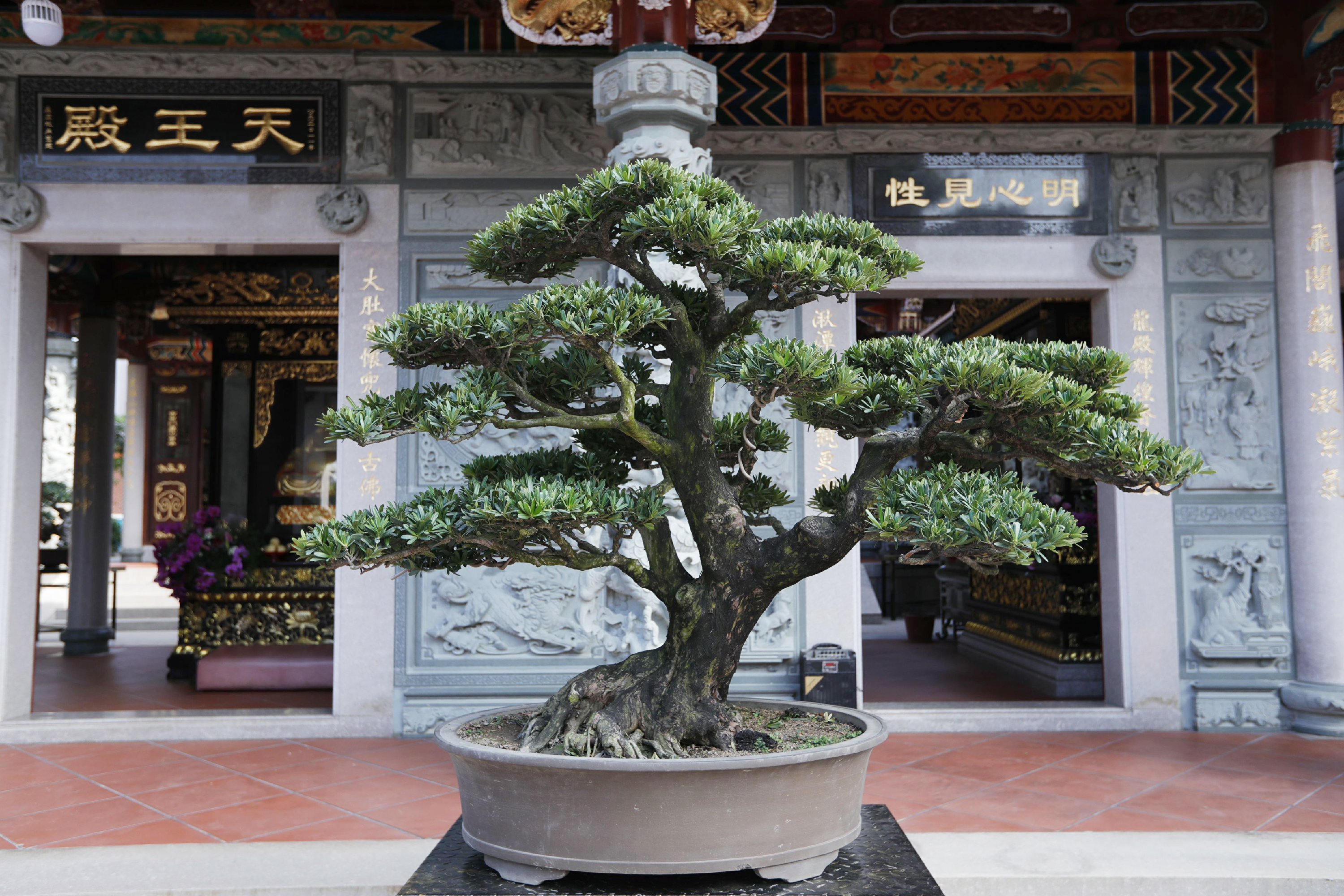 三角梅爆花盆景,三角梅巨桩盆景