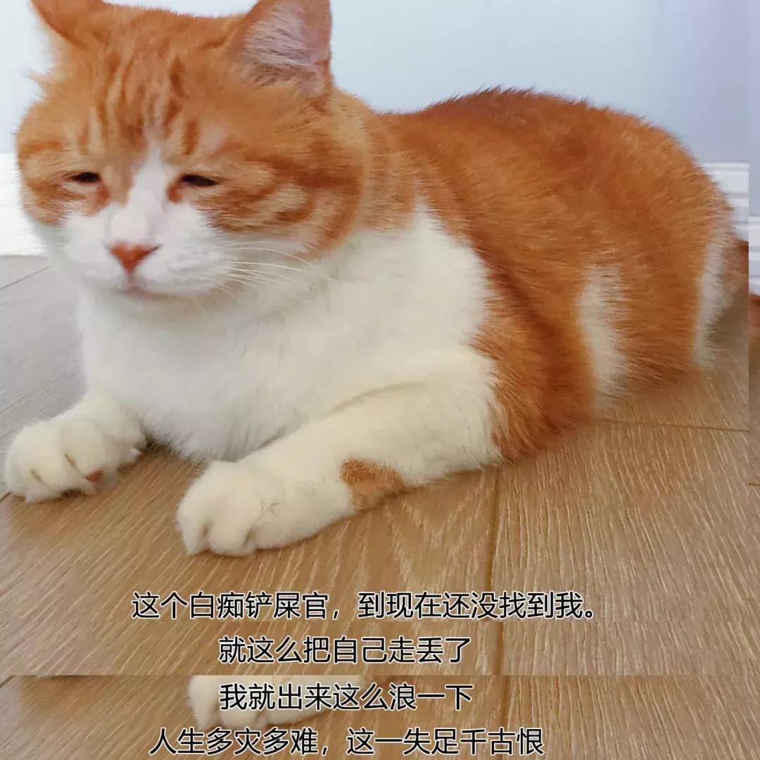 如果猫咪走丢了报警可以吗,猫咪走丢了如何把猫咪找回