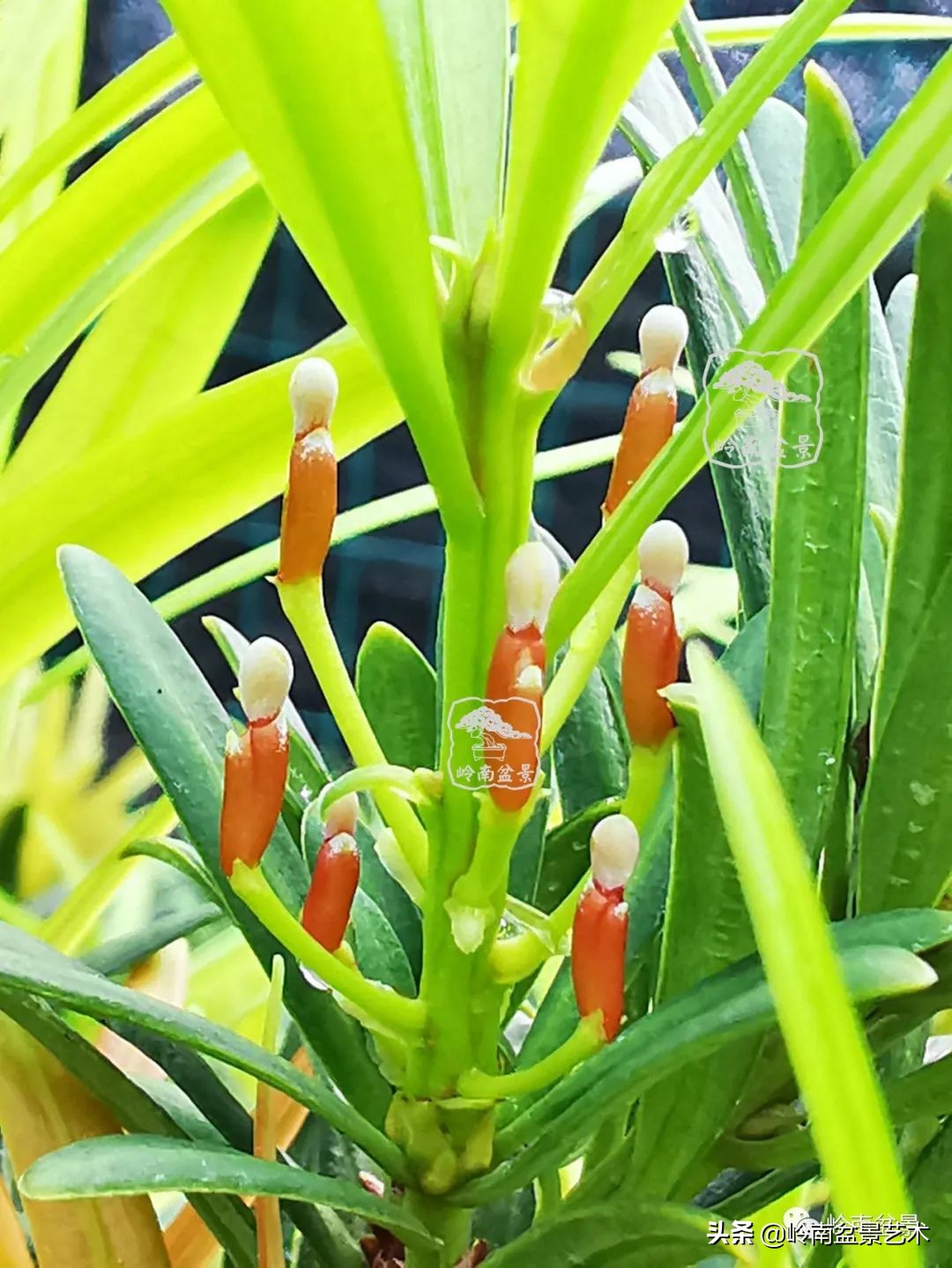 旺财罗汉松,罗汉松招财还是挡煞