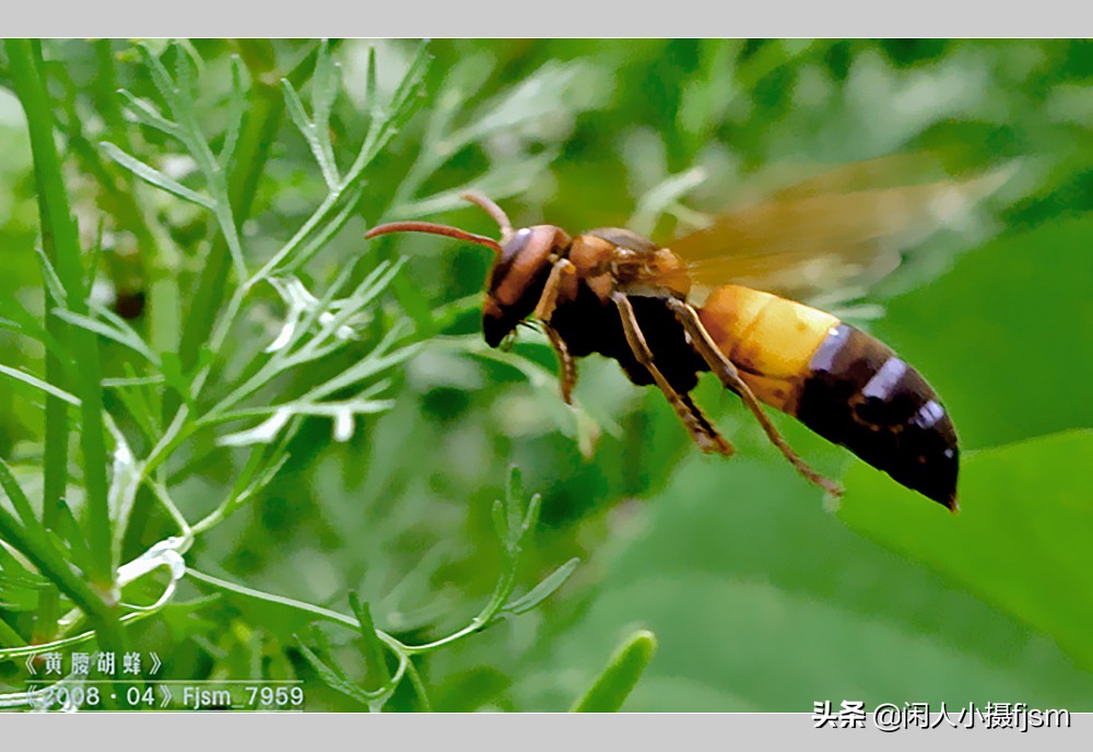 秋季如何防昆虫进屋,秋季防胡蜂知识