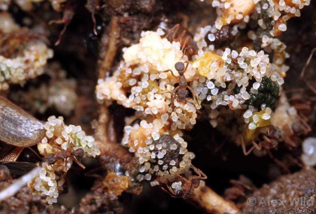 这里是蚂蚁农场，我种田的地方！