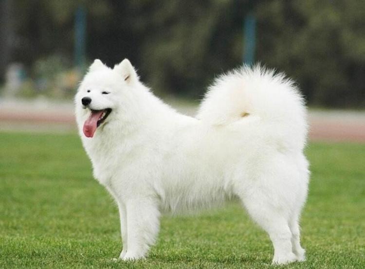 狗狗买什么品种最合适,怎么给狗狗选择宠物狗品种