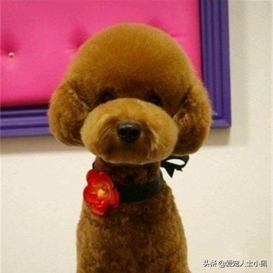 泰迪糖尿病拉稀黑便，狗大夫说快死了，我该怎么办？是细小病吗？