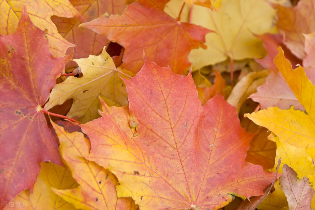 同于道者道亦乐得之解说,同于道者道亦乐意思