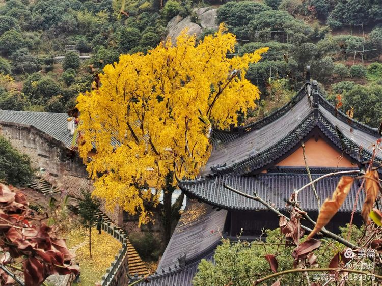 温州茶山五美园的故事,温州茶山五美园