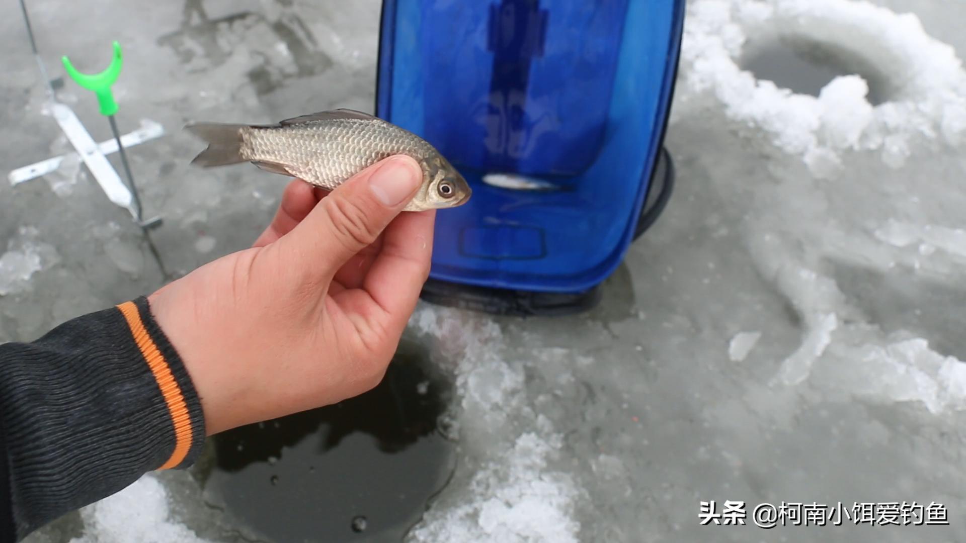 窑坑钓鱼三大忌,窑坑怎么钓浮