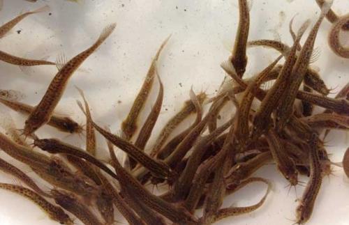 泥鳅养殖技术及前景,泥鳅的养殖方法及市场前景分析