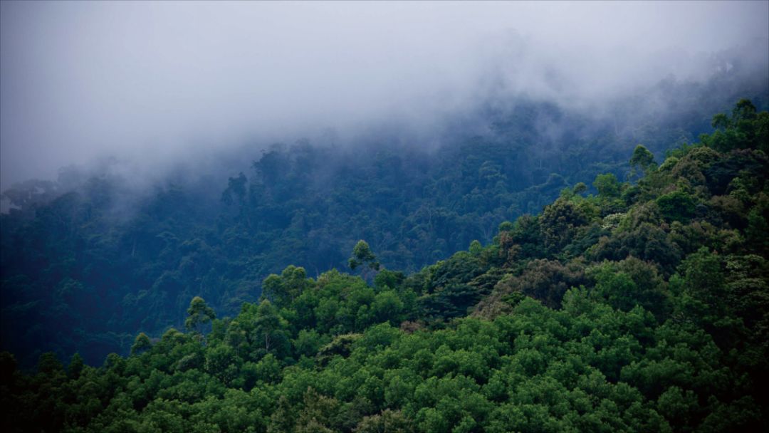 海南近10年的生态环境的变化,海南的环境对人体好吗