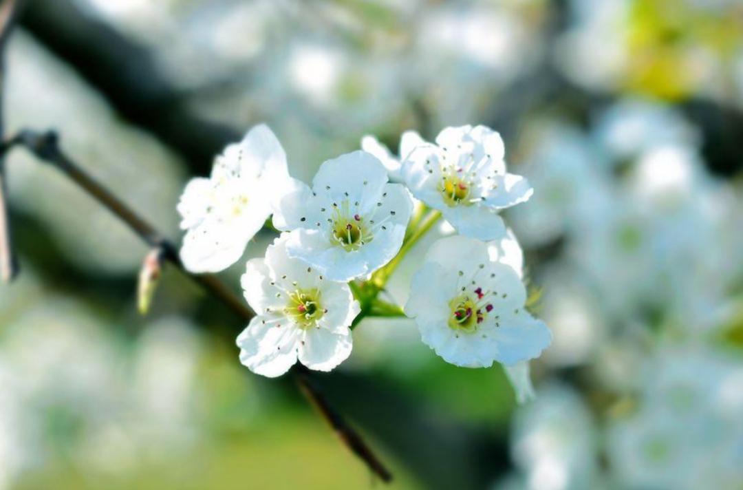 一首春歌原唱完整版,关于春歌的诗词