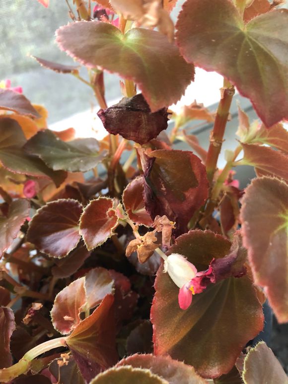 四季海棠花瓣变软怎么办,四季海棠焦边是怎么回事