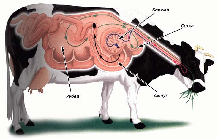 给牛身体上挖个洞是干啥用的,牛身上为什么要掏个洞