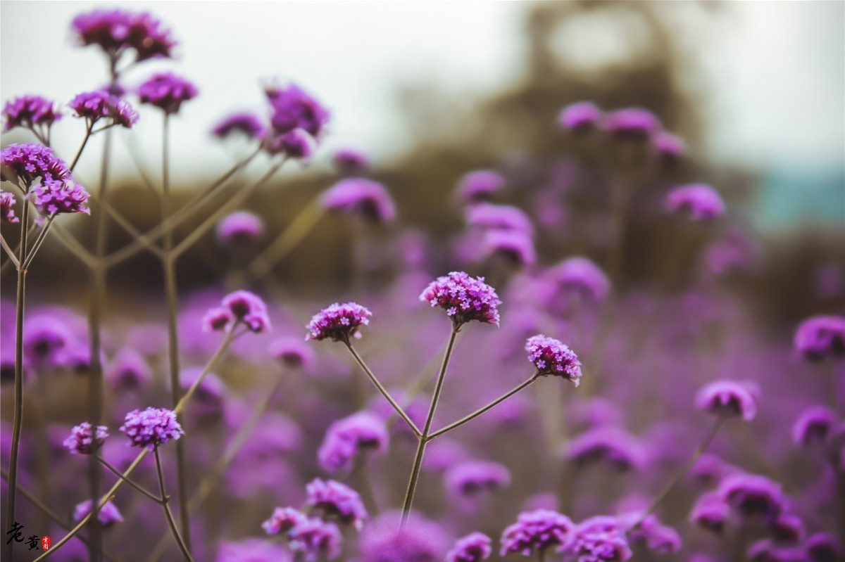 距离重庆主城5小时的边缘小城，鲜花怒放，更有奇妙文化待你赏析