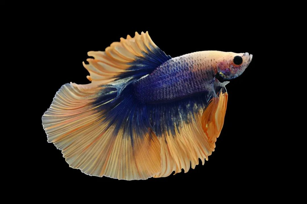 尼康105-2.8d微距镜头,尼康z1052.8s镜头拍摄效果