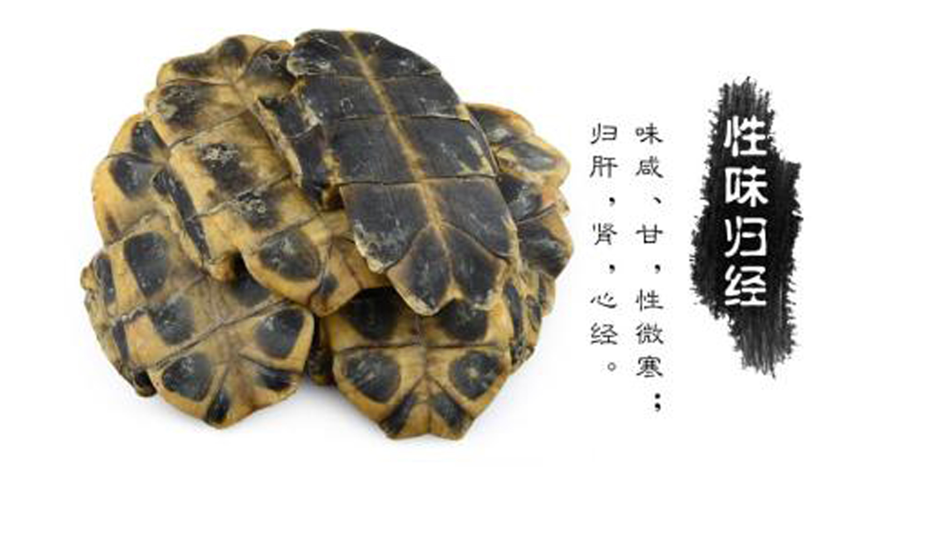 黄缘龟闭壳怎么办,黄缘闭壳龟经营方法