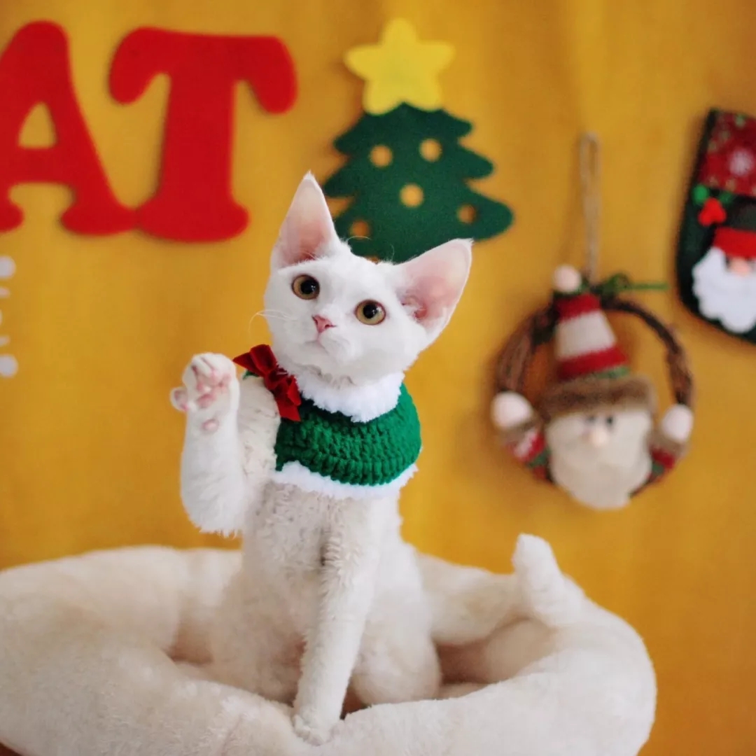 德文卷毛猫猫粮吃什么价位的,德文卷毛猫不吃猫粮怎么办