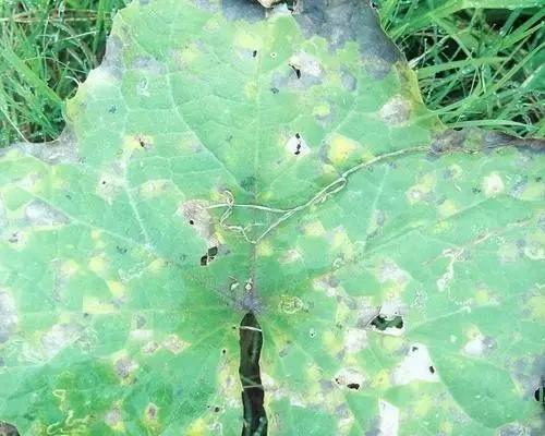 瓜类病害治疗药,瓜类主要病害有哪五条