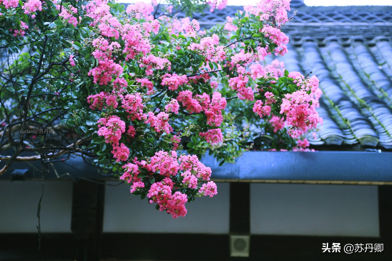 宽窄巷子只是中国2A景点,却火遍整个成都,游客去了都知道